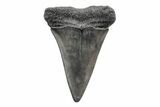 Fossil Broad-Toothed Mako Tooth - South Carolina #214623-1